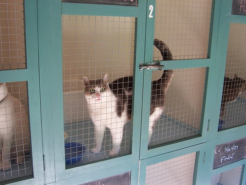 CCAGE2FINAL