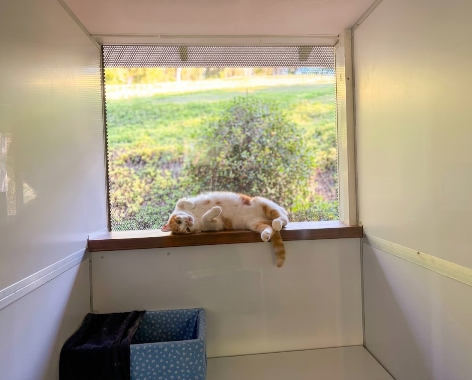 Deluxe Cat Relax