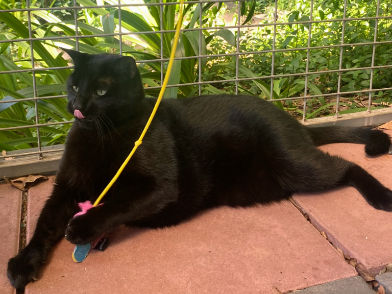Zeus Playpen Final