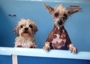 cookie and mocha